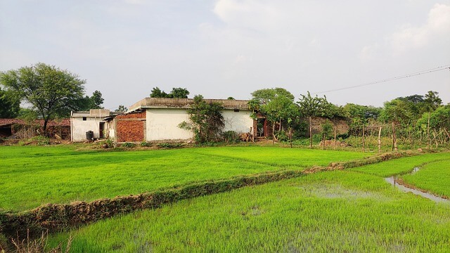 田んぼのなかに古い家が並んで建っている